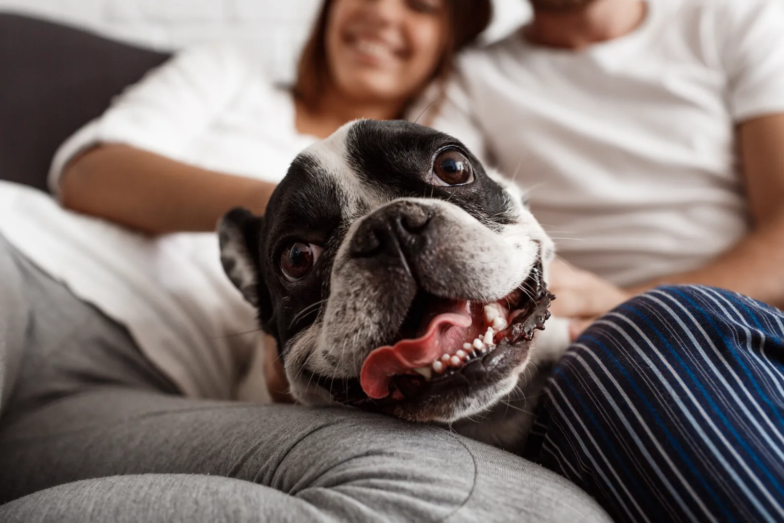 Cachorro descansando no sofá com seus tutores